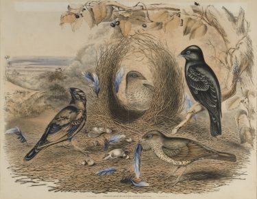 Elizabeth Gould 
John Gould 
Charles Joseph Hullmandel 
'Ptilonorhynchus Holosericeus'  n.d.
lithograph
sheet: 54.5cm (height) x 69.5cm (width)
mount: 101.3cm (height) x 73.5cm (width)
The University of Melbourne Art Collection. Gift of the Society of 
Collectors 1951
1951.0003